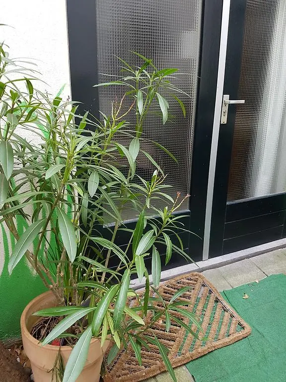 ** Nocleg ze śniadaniem B&B Wladimir Studios Amsterdam Holandia